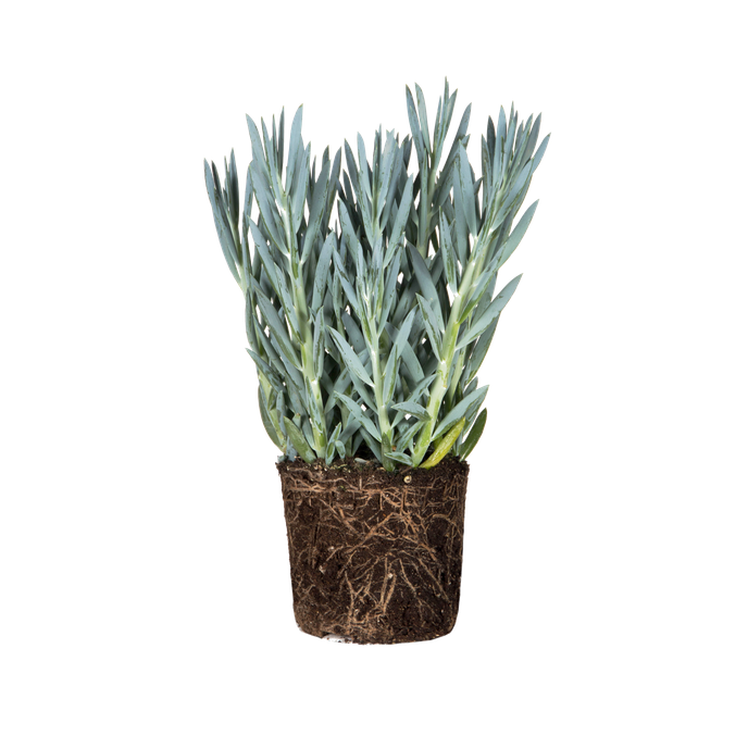 Senecio mount Everest